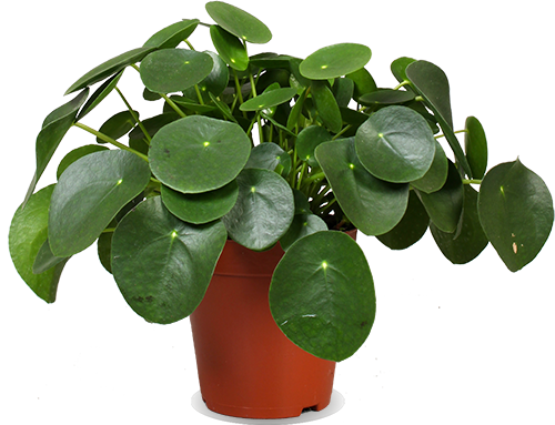 Pilea peperomioides (Glückstaler) (S)