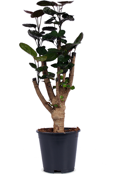 Polyscias fabian (Fiederaralie) (M)