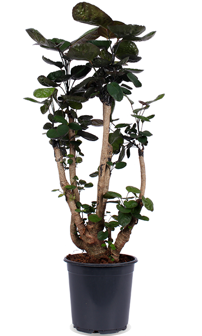 Polyscias fabian (Fiederaralie) (M)