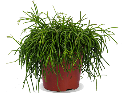 Rhipsalis cashero (Korallenkaktus) (S)