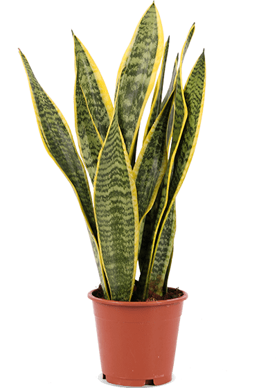 Sansevieria laurentii (Bogenhanf) (S)