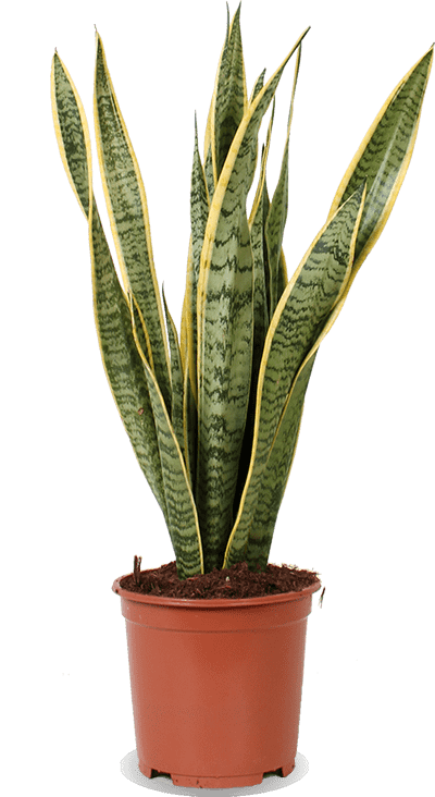 Sansevieria laurentii (Bogenhanf) (M)