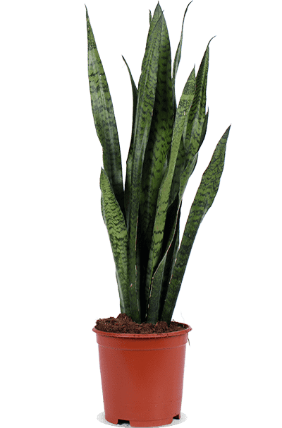 Sansevieria zeylanica (Bogenhanf) (M)