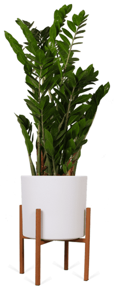 ascot-24-roest-era-23-wit